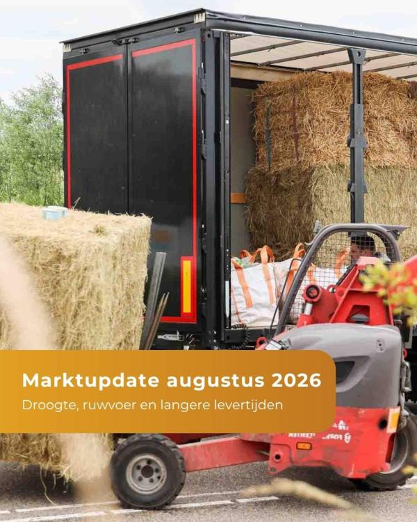 Marktupdate - August 2026